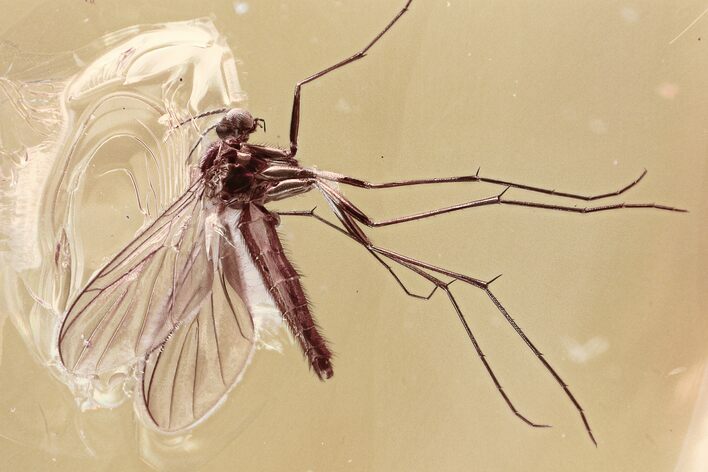 Excellent Fossil Fungus Gnat (Mycetophilidae) In Baltic Amber #315381